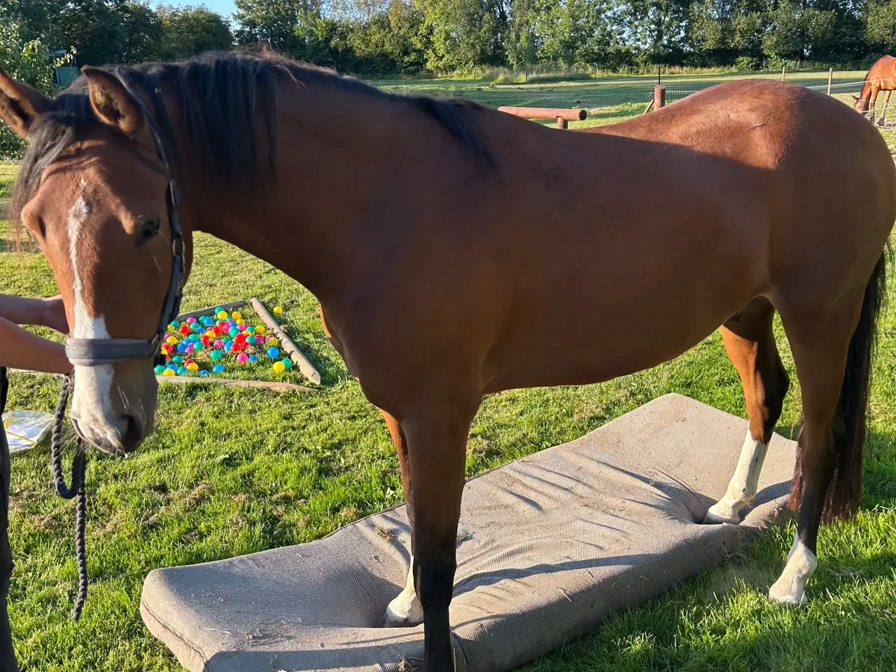 Billede 4 - Fantastisk welsh pony