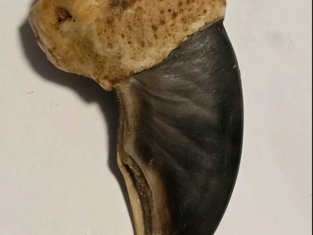 Billede 1 - Isbjørne klo