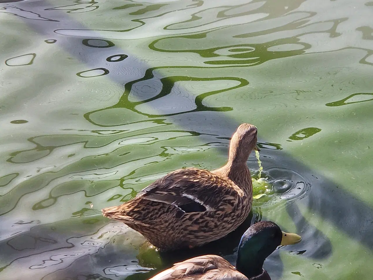 Billede 1 - Vildænder.