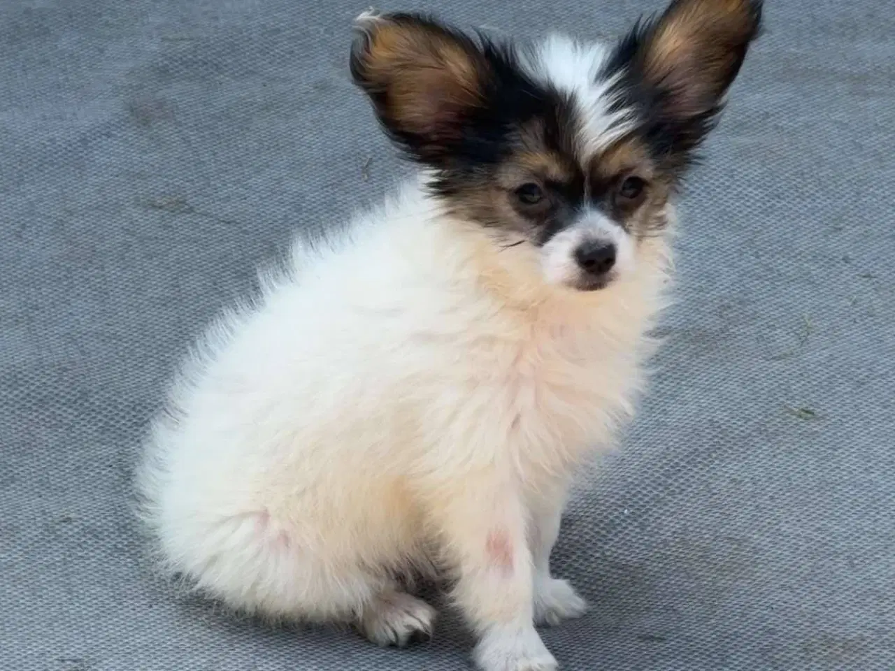 Billede 7 - Papillon/Powderpuff Hvalpe 