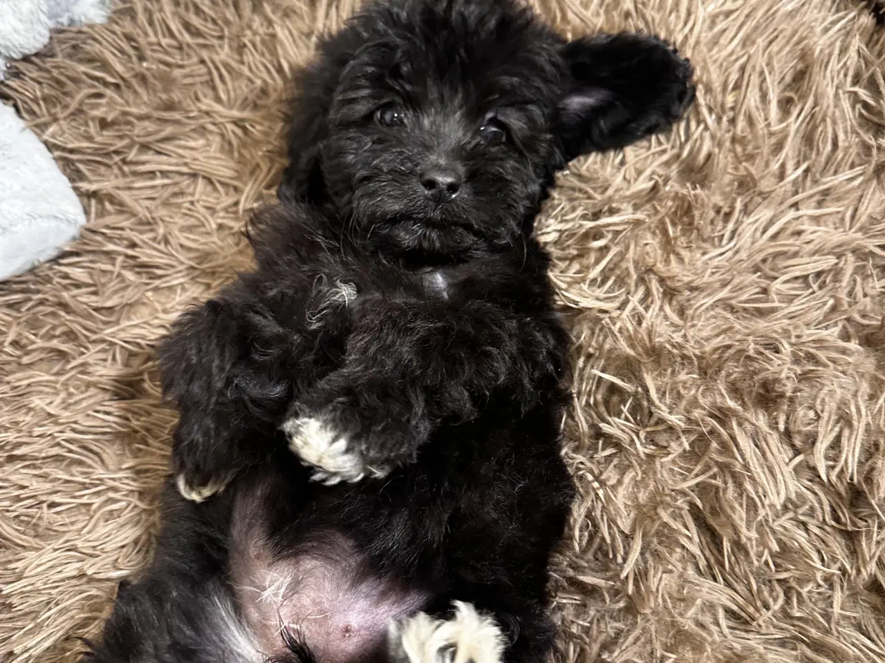 Billede 3 - Cavapoo F2B