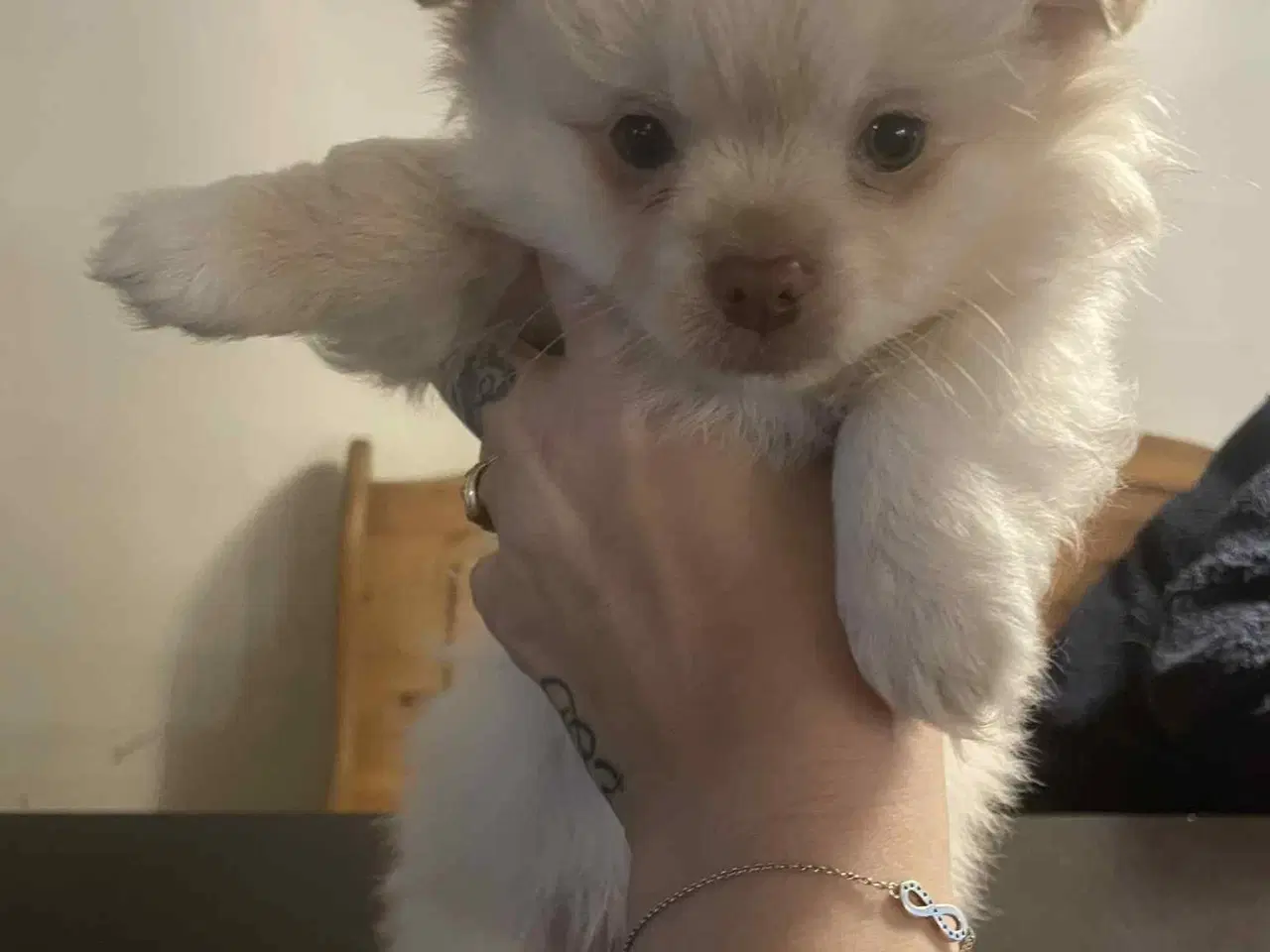 Billede 2 - Chihuahua hvalpe