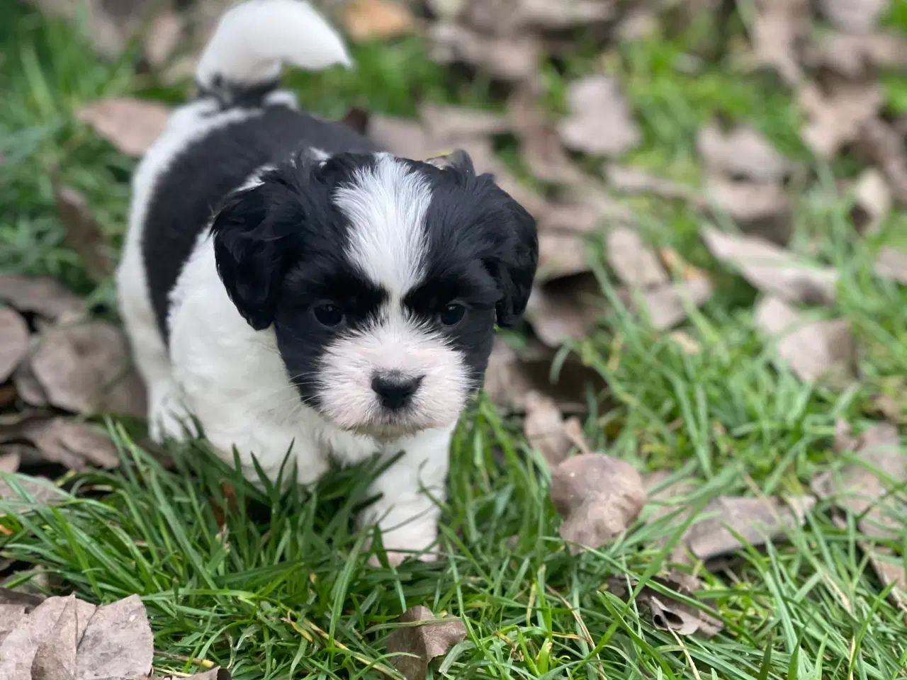 Billede 2 - Bichon havanais/Cavalier King Charles Spaniel