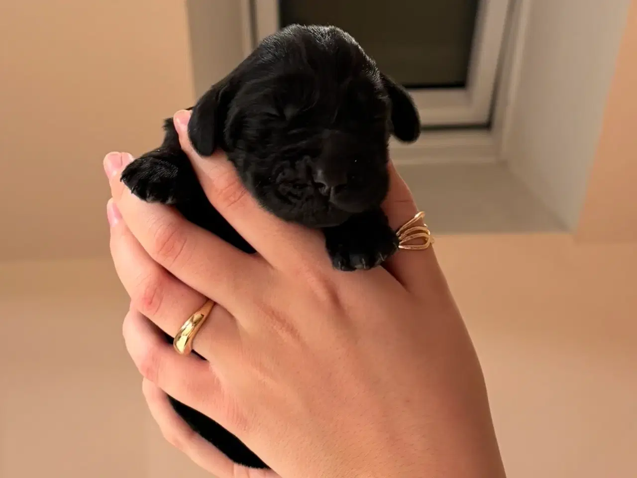 Billede 1 - Cocker spaniel/ f1 labrador Retriever/ labrador 