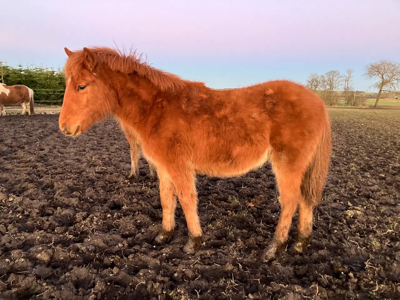 Billede 7 - Ponyføl, hingst