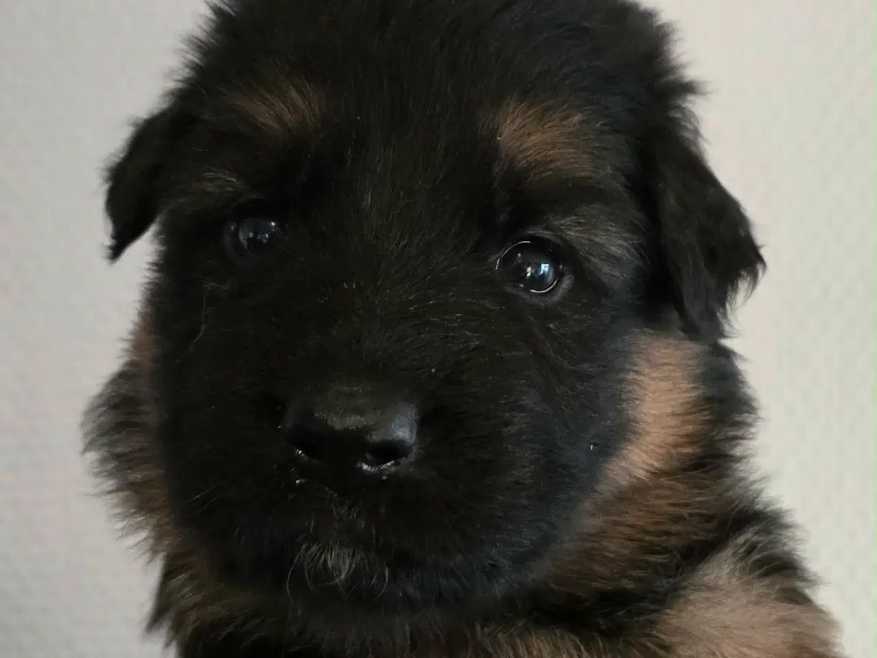 Billede 8 - Top Schæfer hvalp 