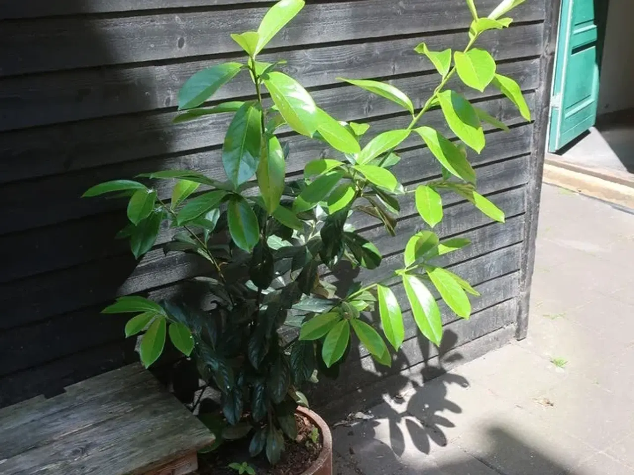Billede 1 - Plante
