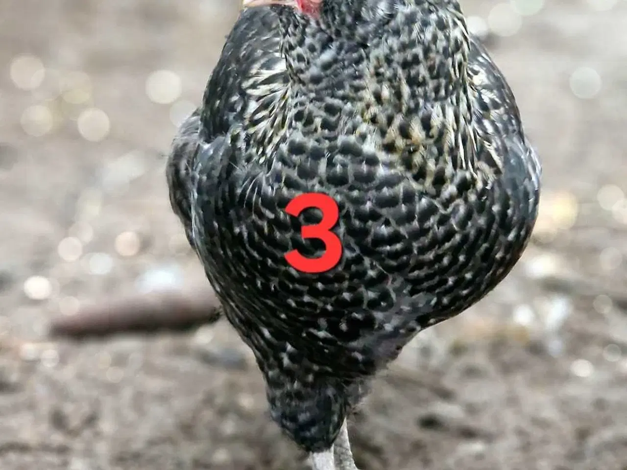 Billede 3 - 3 Høner søger nyt hjem. 