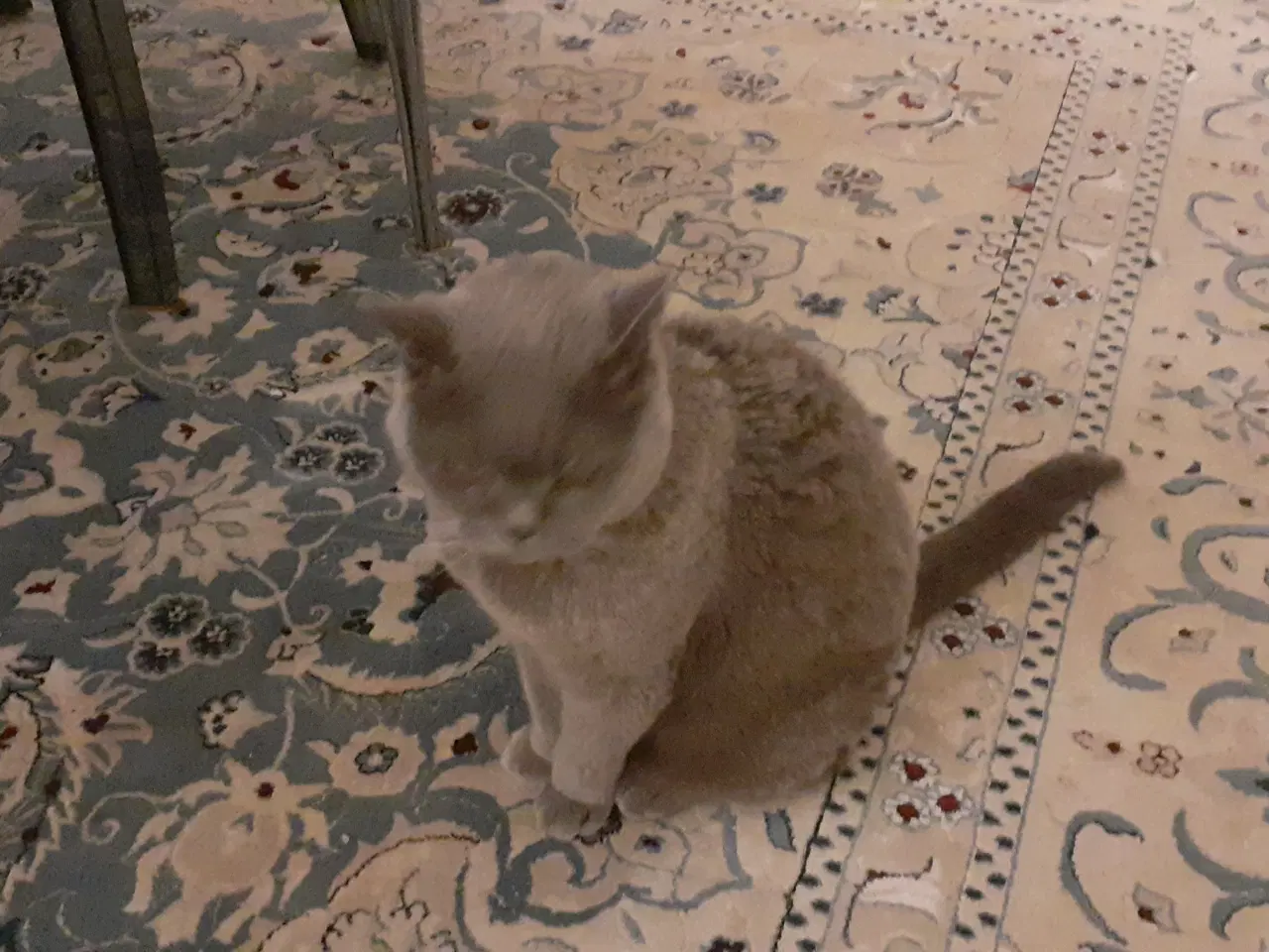 Billede 4 - Kat Sidse British Shorthair gratis