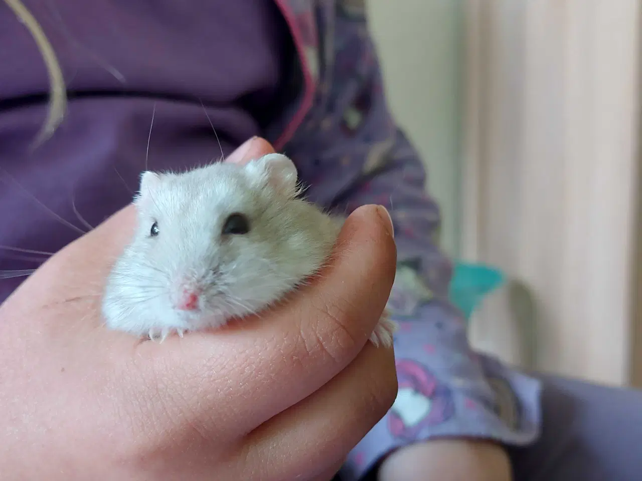 Billede 2 - Søde Hamster 