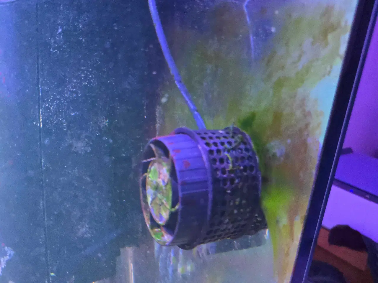 Billede 4 - 450l saltvands akvarium