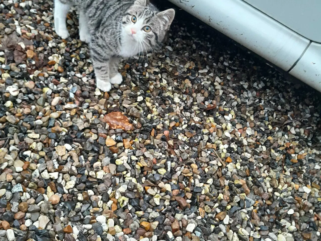 Billede 5 - Land kattekillinger