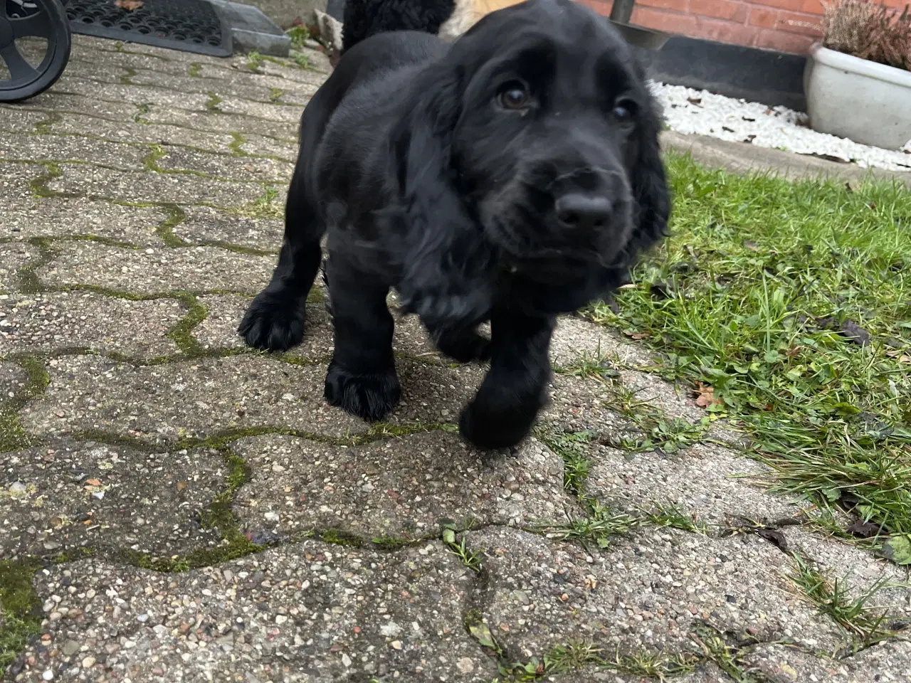 Billede 2 - Super flot sort tæve