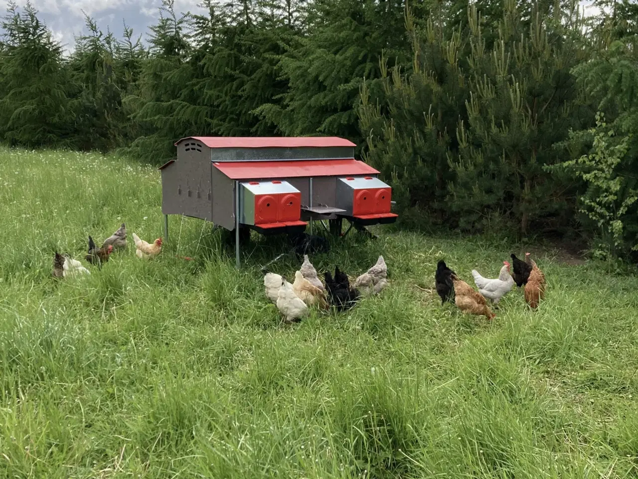 Billede 2 - Mobil hønse hus