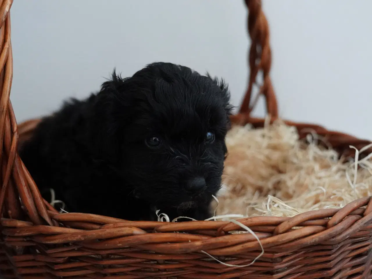 Billede 10 - Coton poo hvalpe