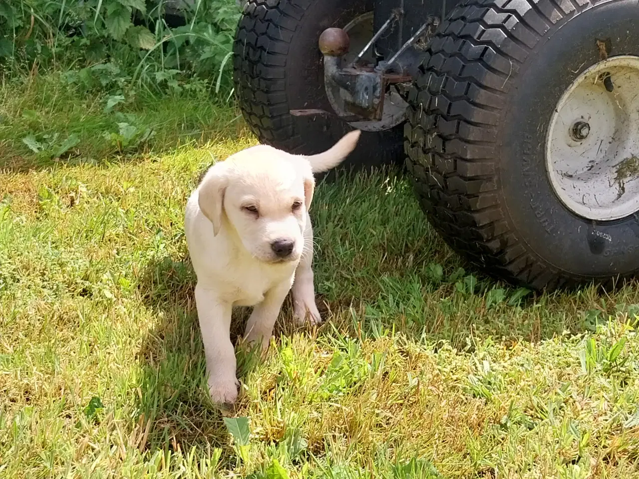 Billede 4 - Gule Labrador hvalpe