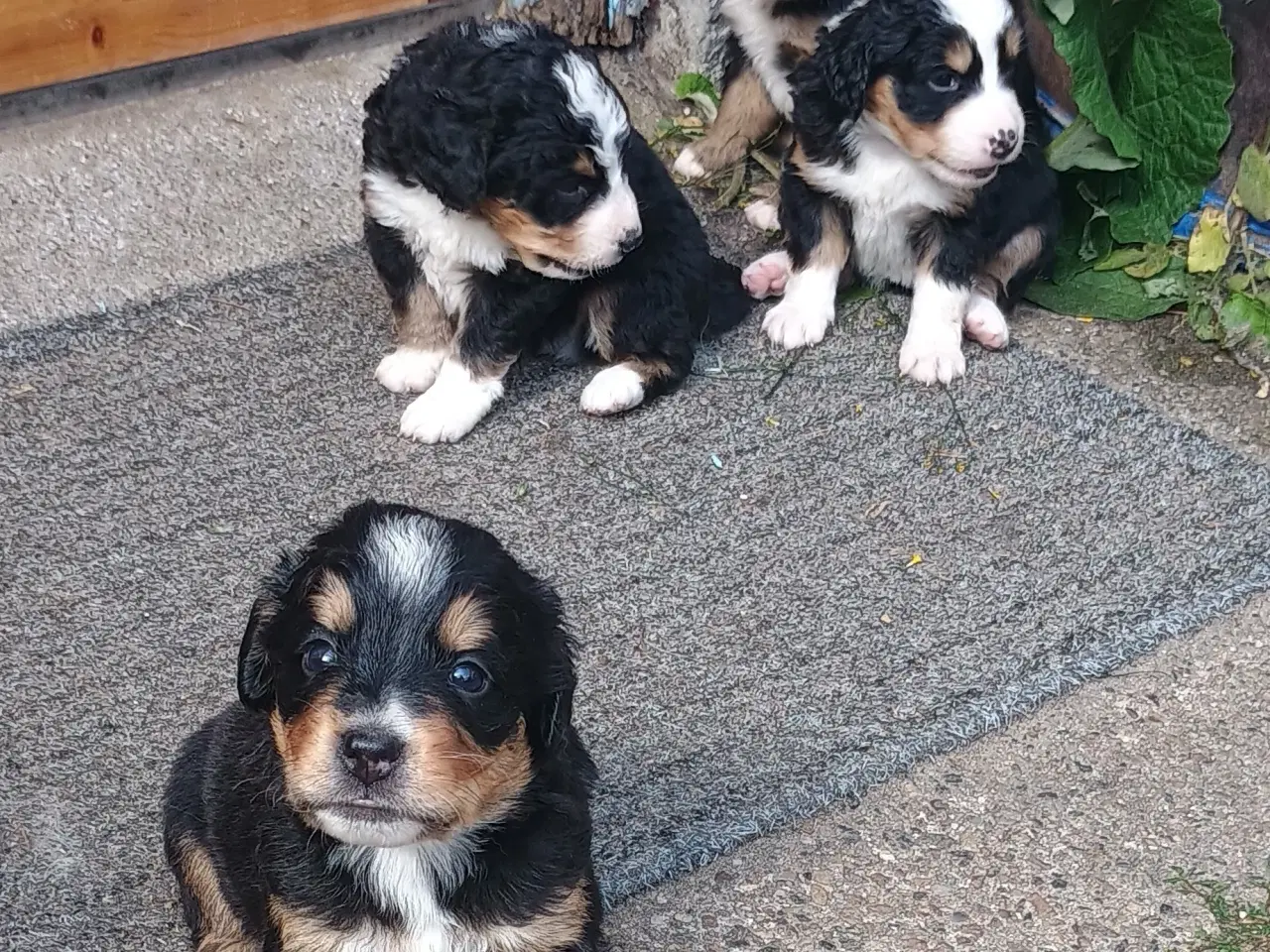 Billede 19 - "Mini Berner Sennen"