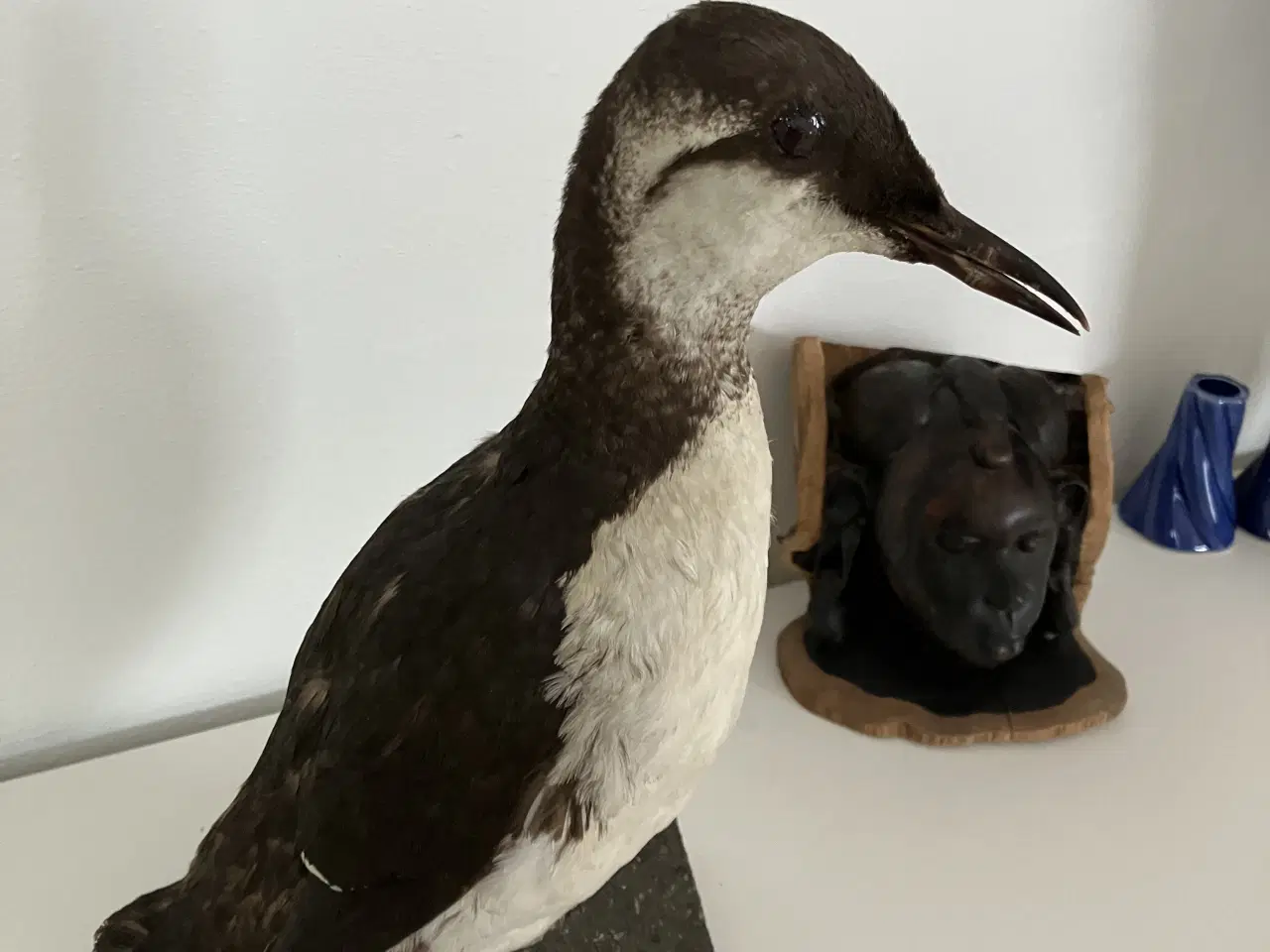 Billede 5 - Udstoppet Lomvie af konservator