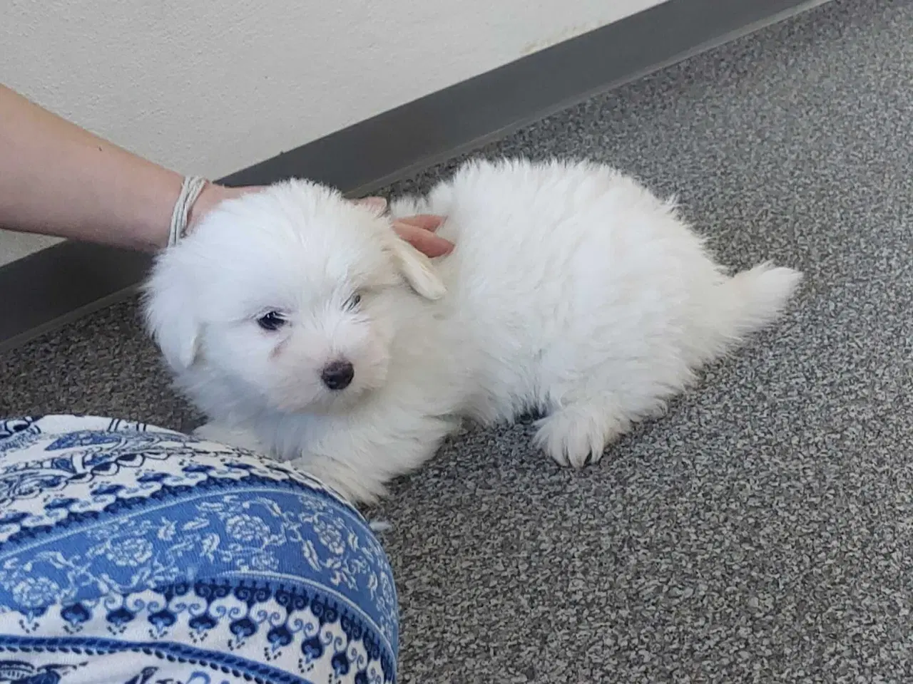 Billede 3 - Coton de tulaer 