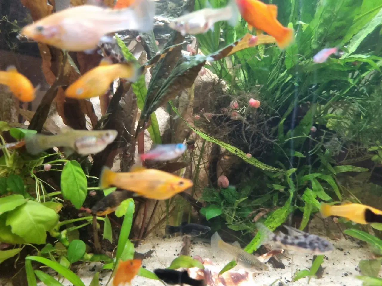 Billede 5 - Molly og guppy