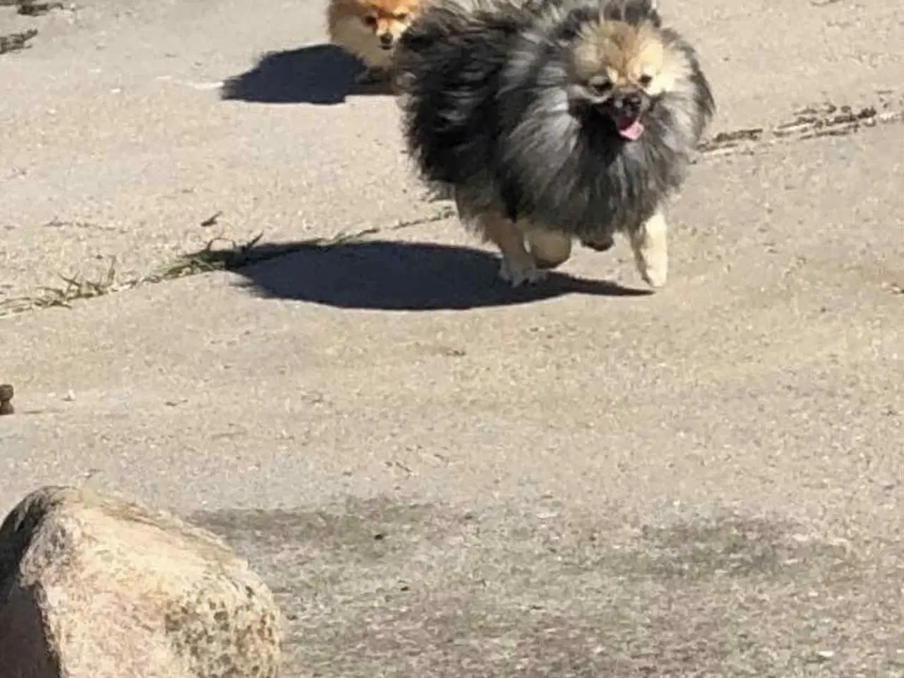 Billede 3 - pomeranian valp mini