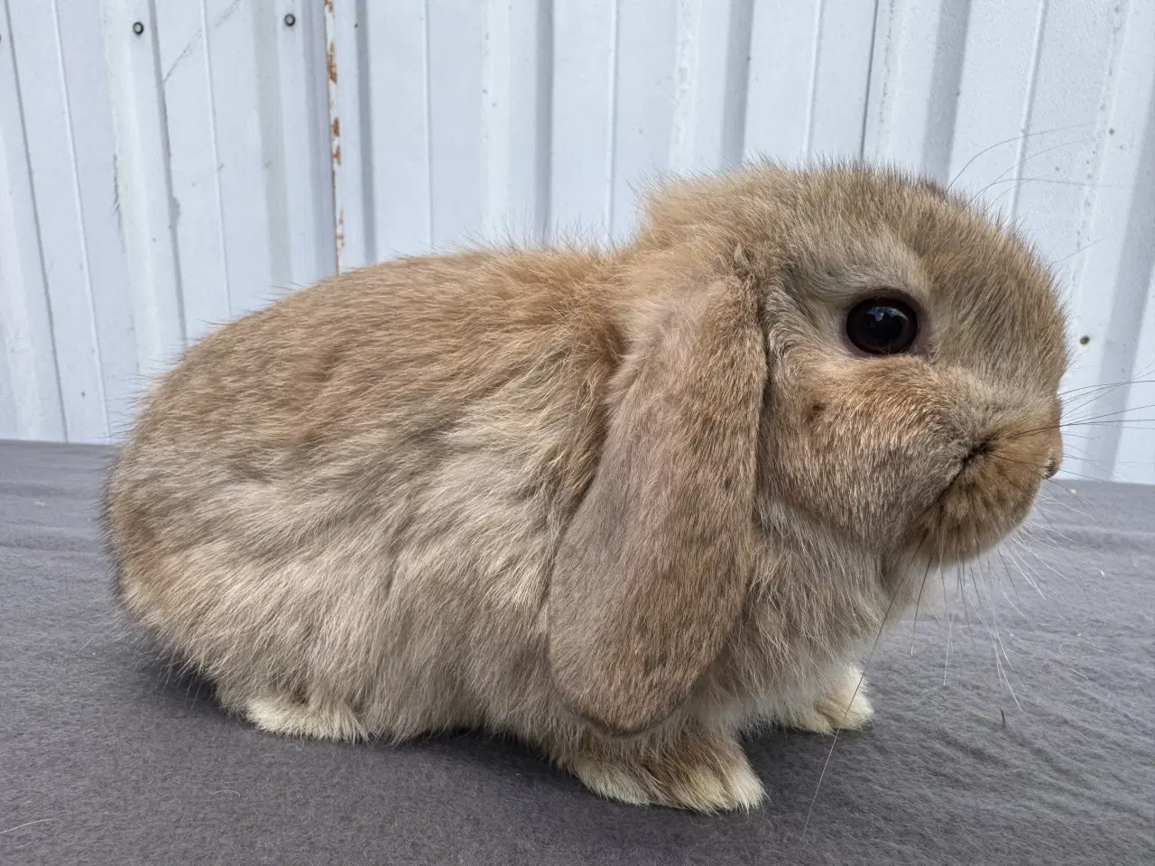 Billede 7 - Mini Lop hankanin