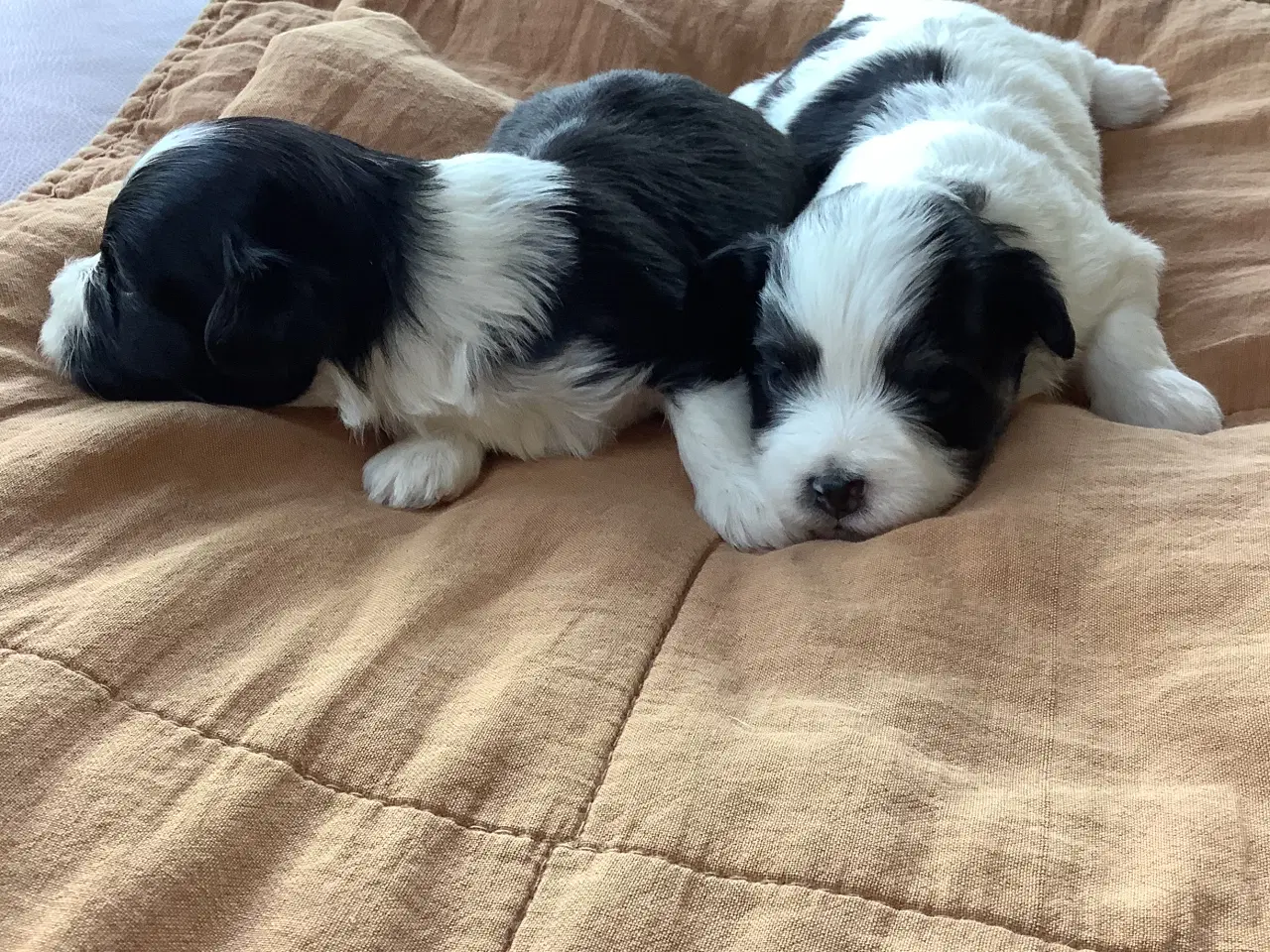 Billede 6 - Bichon havaneser 