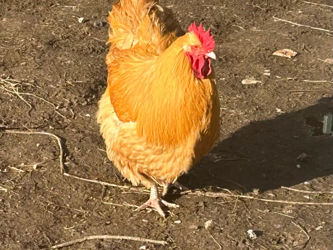 Billede 2 - Orpington rugeæg 