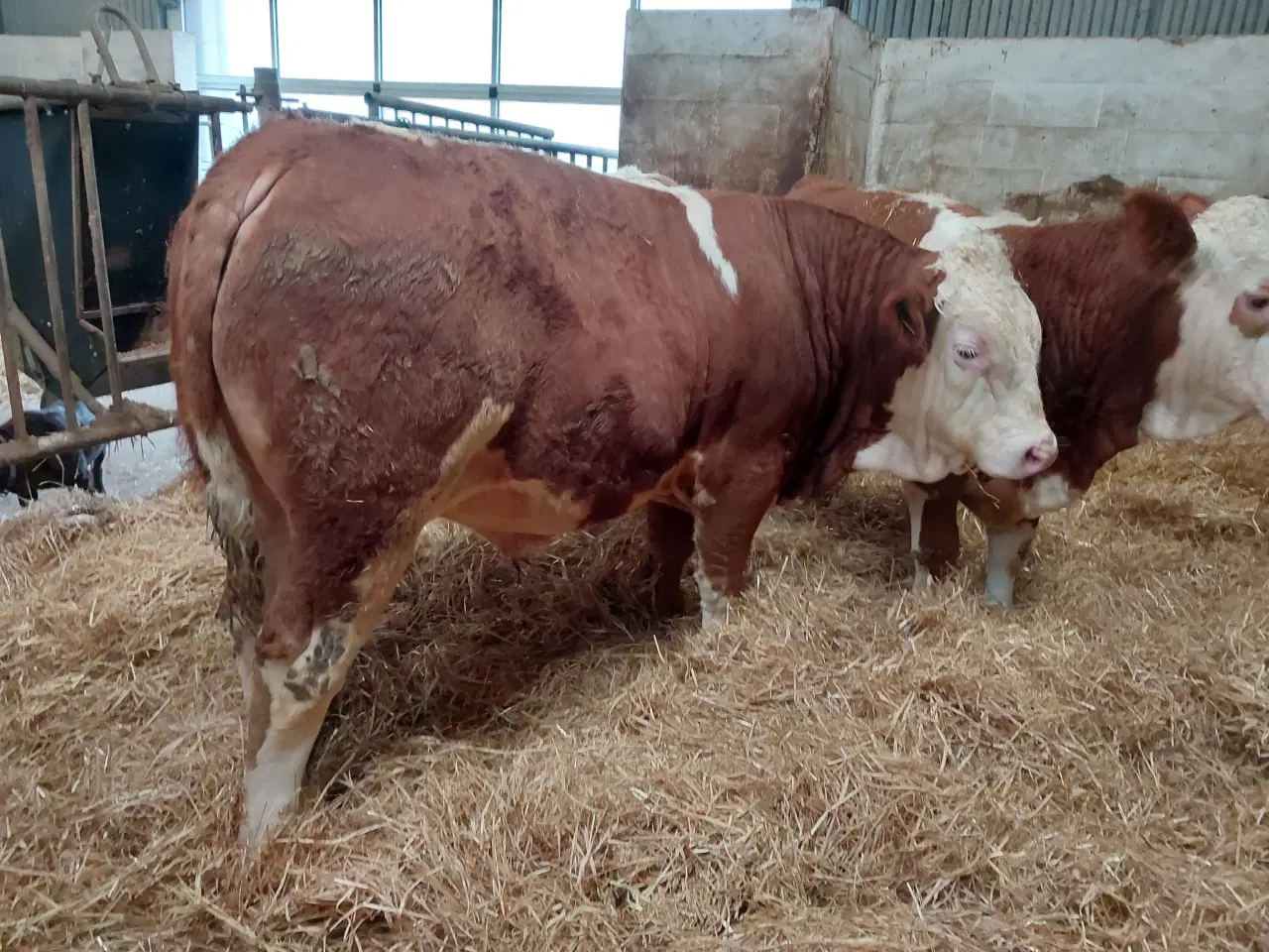 Billede 3 - Simmentaler tyr