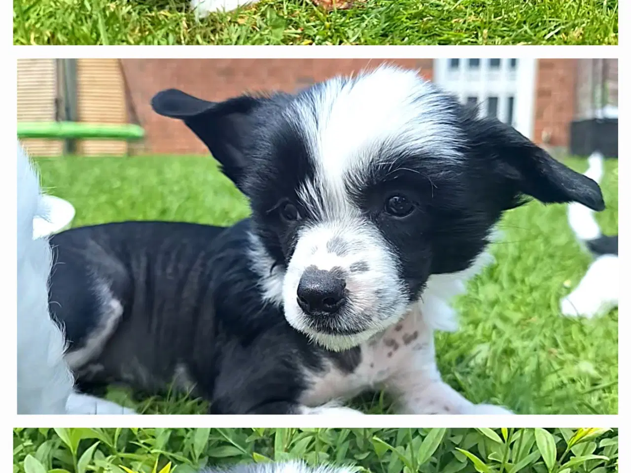 Billede 4 - Chinese Crested/Powder puff med DKK stambog