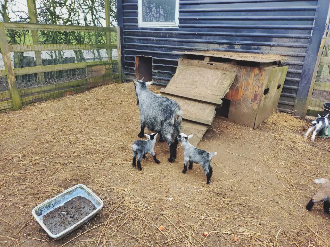 Billede 3 - Dværg gede kid 