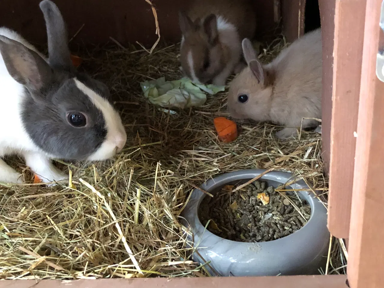 Billede 4 - Kaninunger hermelin og mini lop