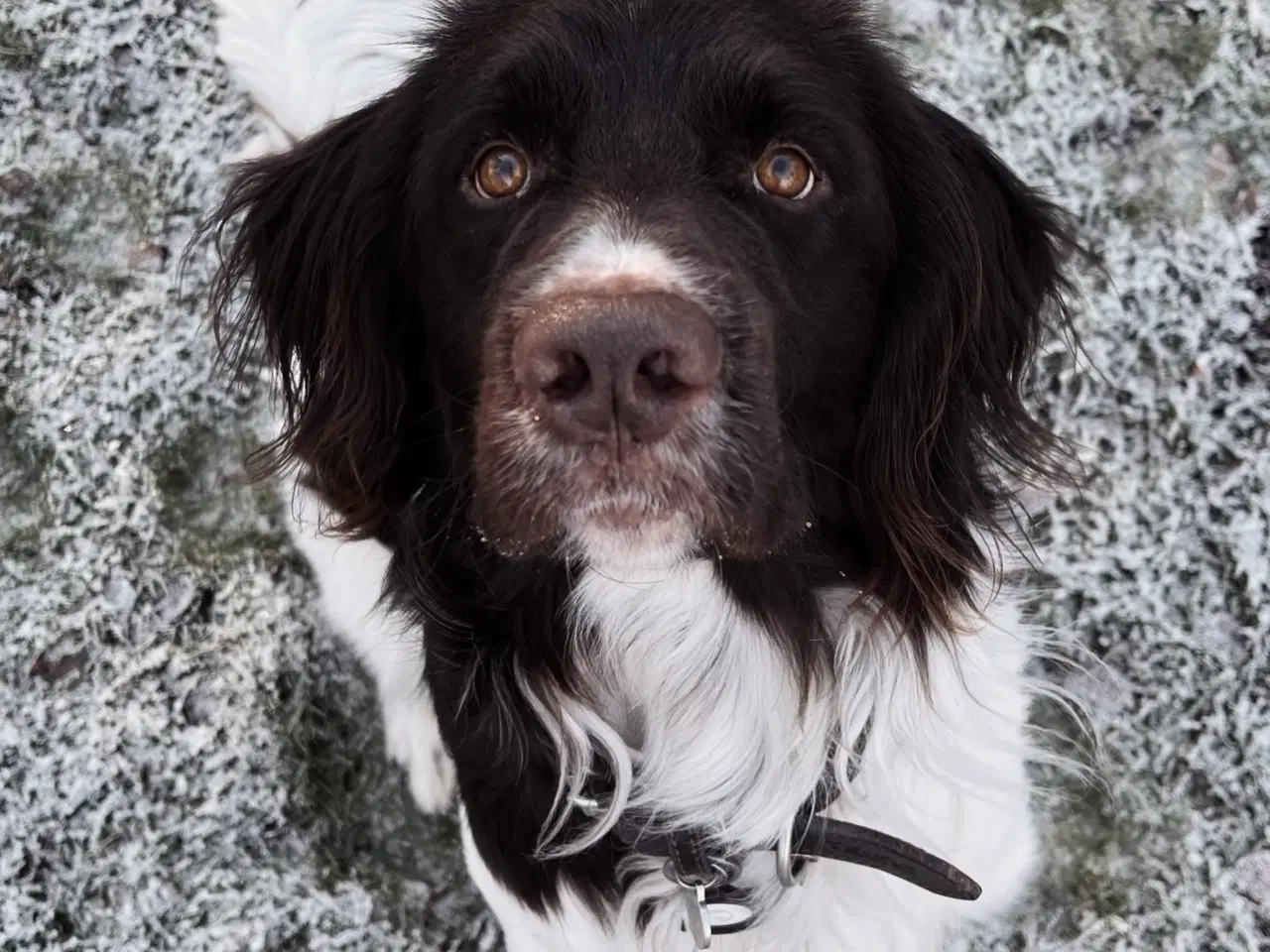 Billede 8 - Salg af Konrad - En fantastisk familiehund og jagt