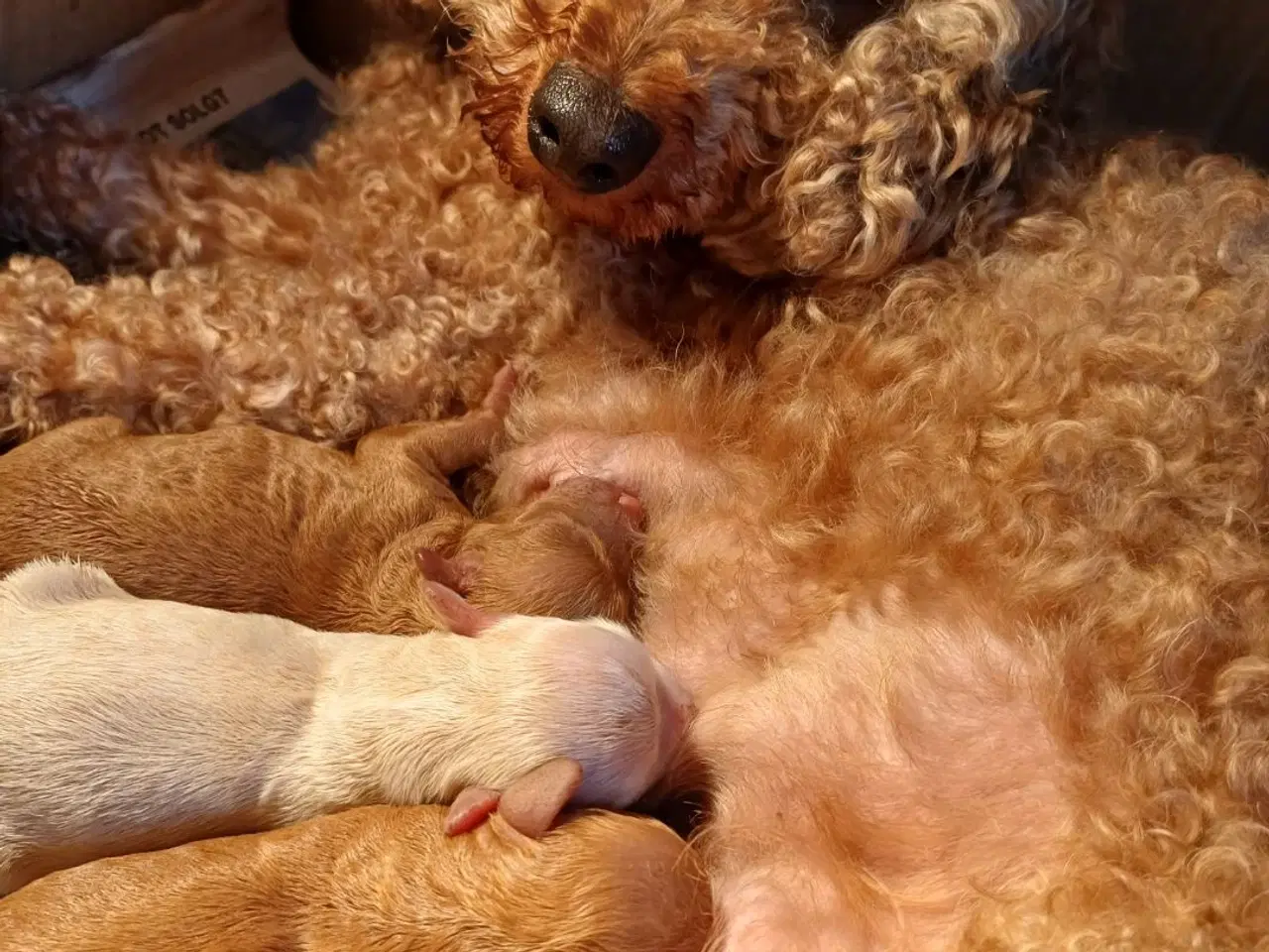 Billede 6 - Puddel/ Maltipoo pige sælges 