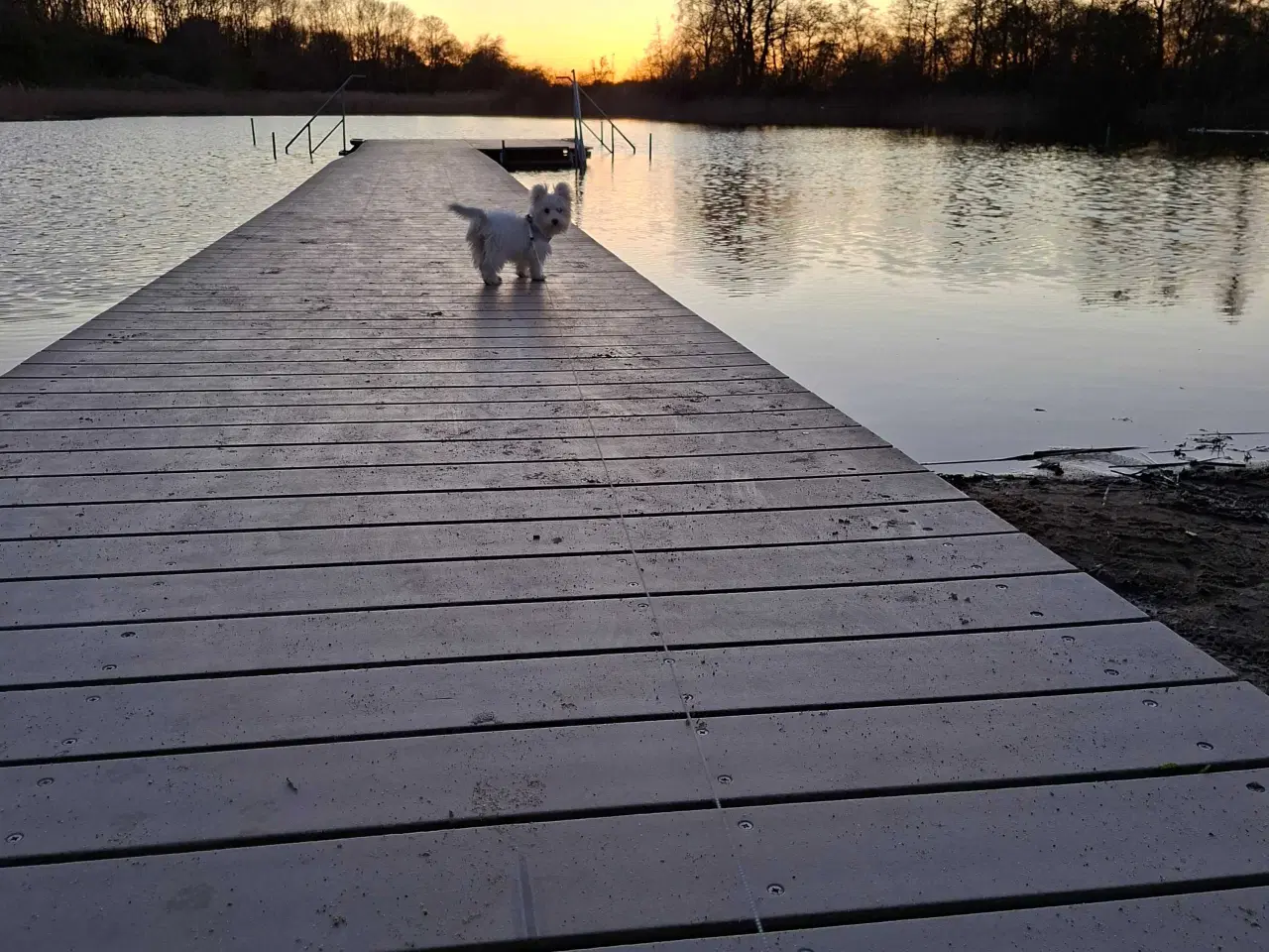 Billede 2 - Bichon havanaise -Bella