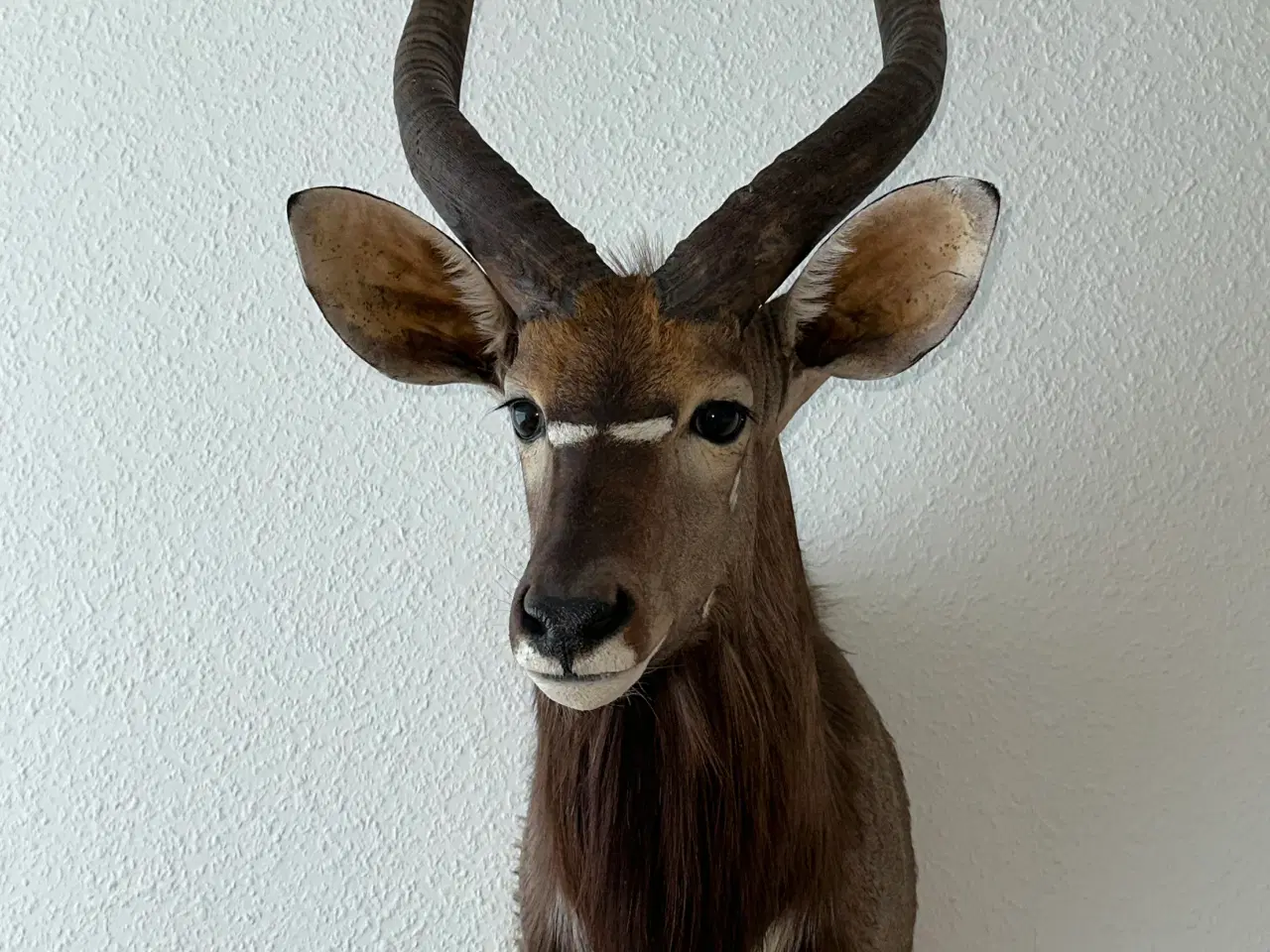 Billede 2 - Flot Nyala fra Namibia sælges billigt
