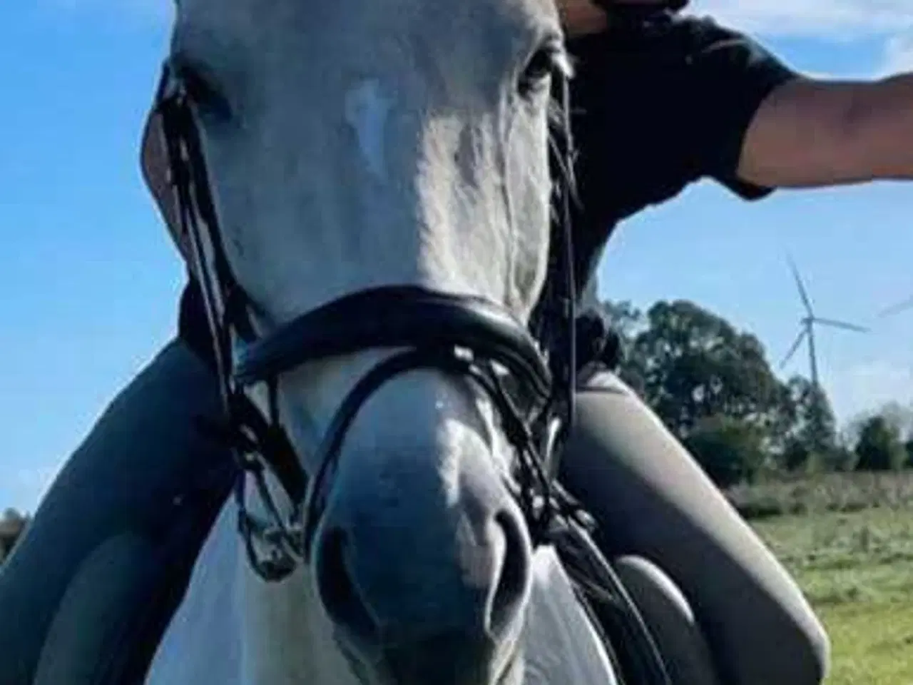 Billede 1 - Hest købes til hyggeture i naturen