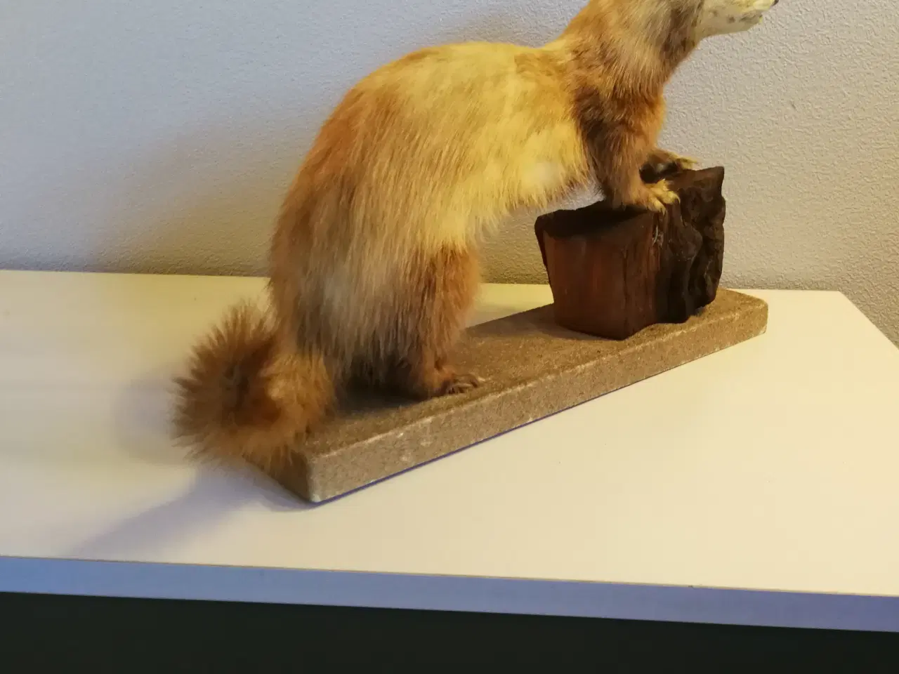 Billede 3 - Flot udstoppet ilder