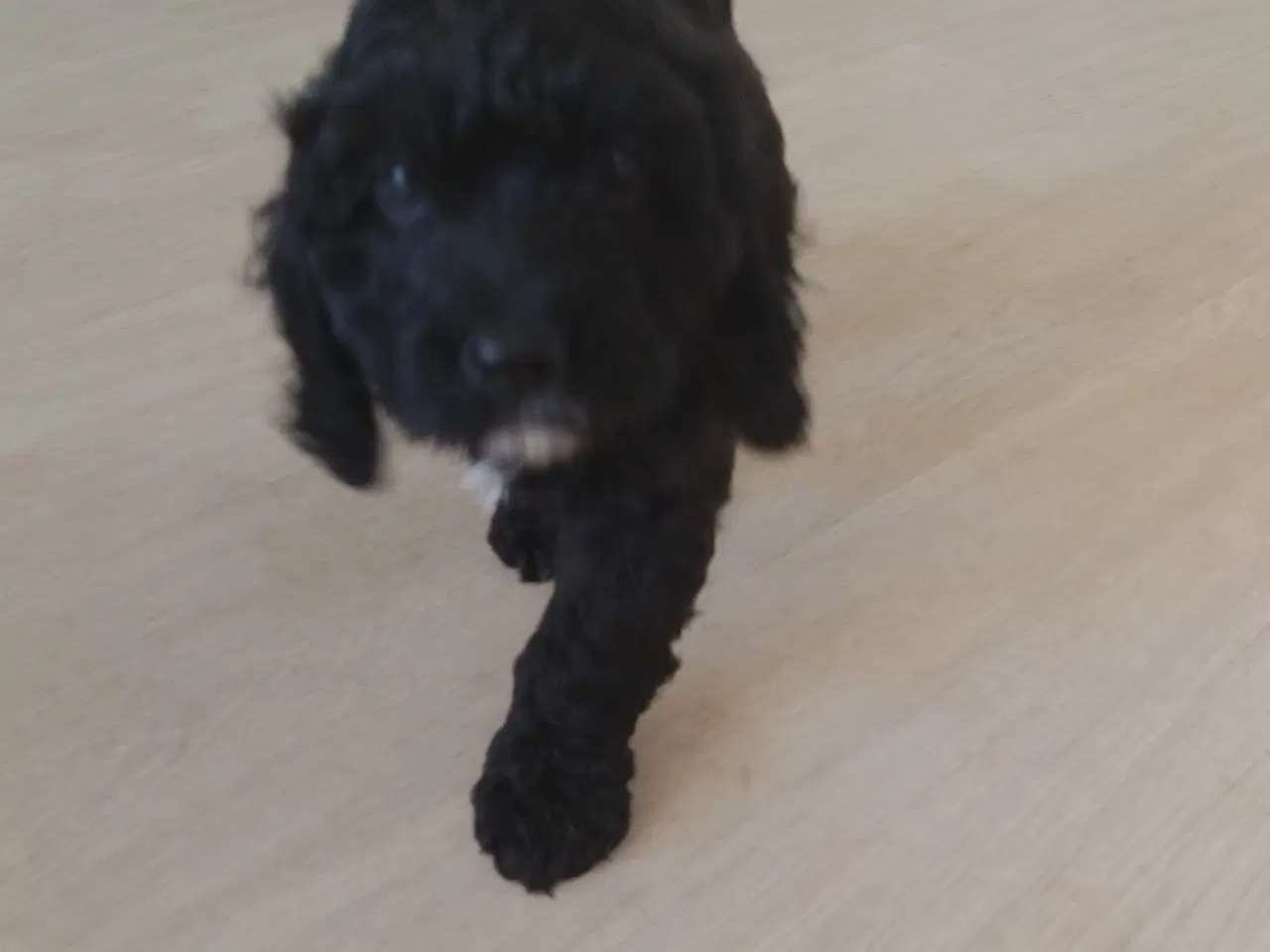 Billede 7 - Søde Cockapoo hvalpe