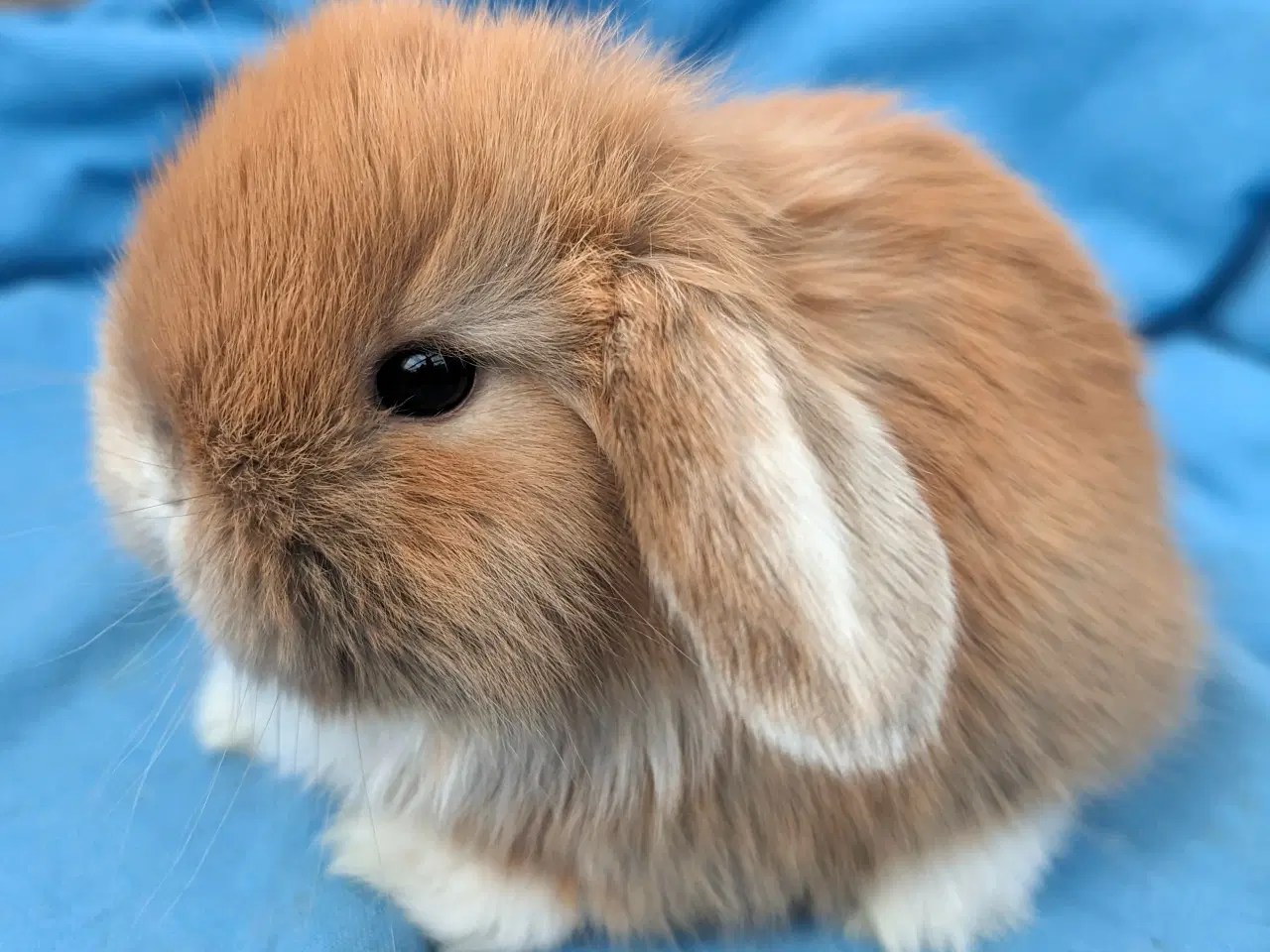 Billede 2 - Minilop kaninunge sælges 