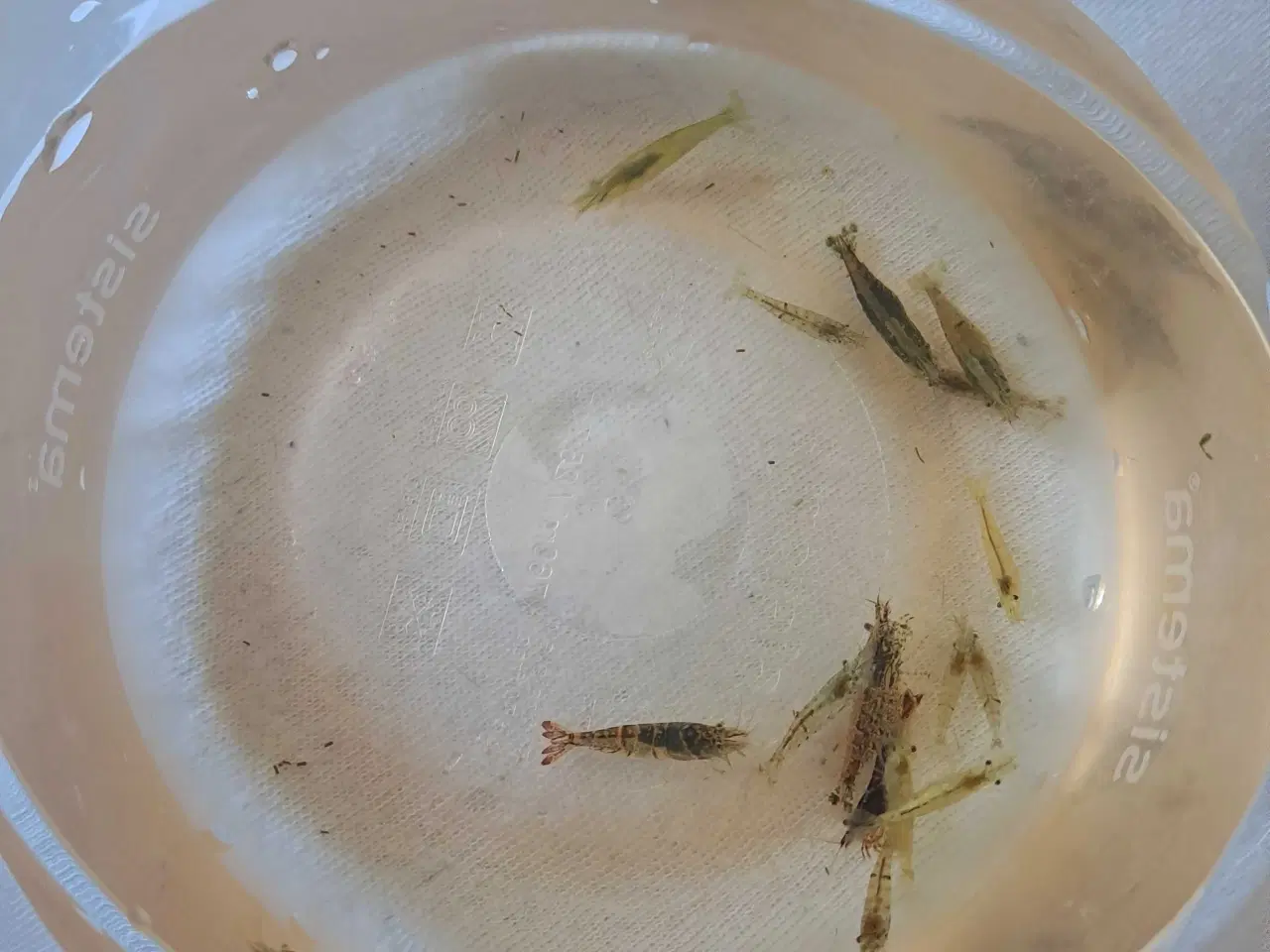 Billede 3 - Blandede rejer