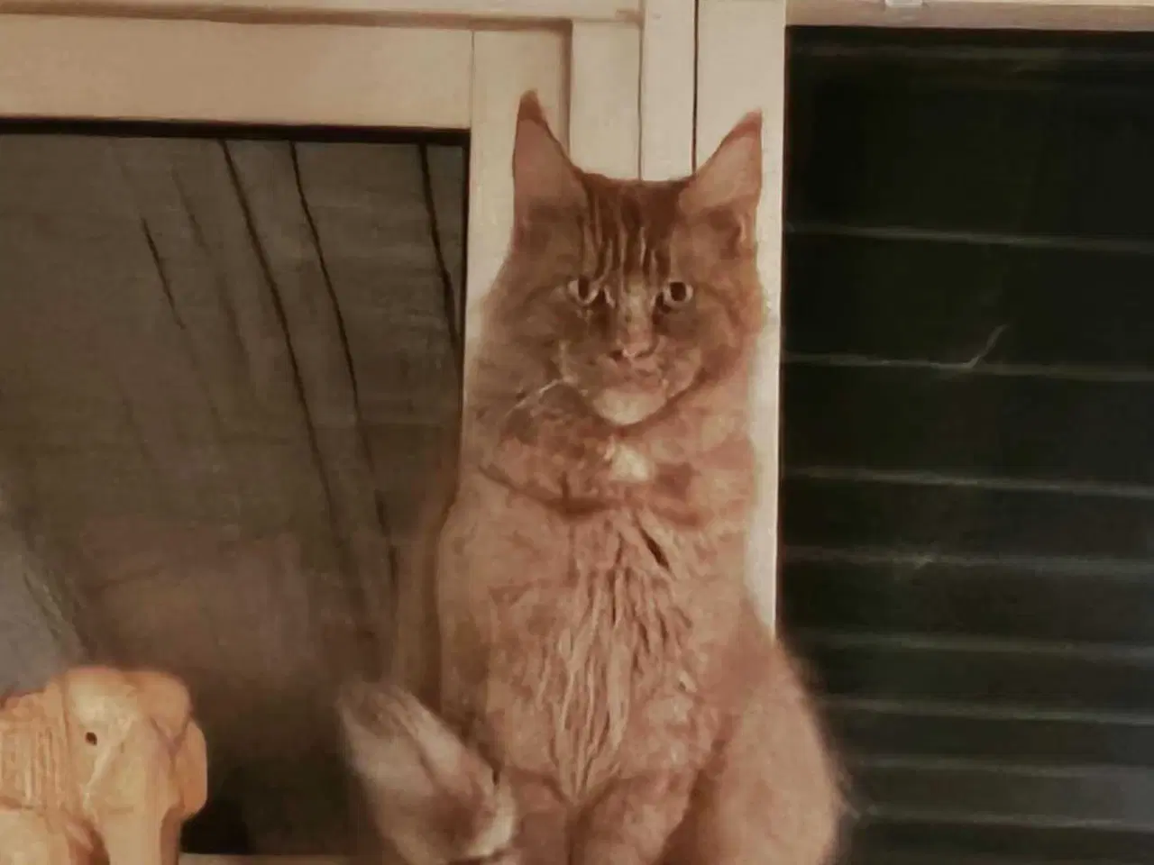 Billede 7 - Maine coon killing uden stamtavle