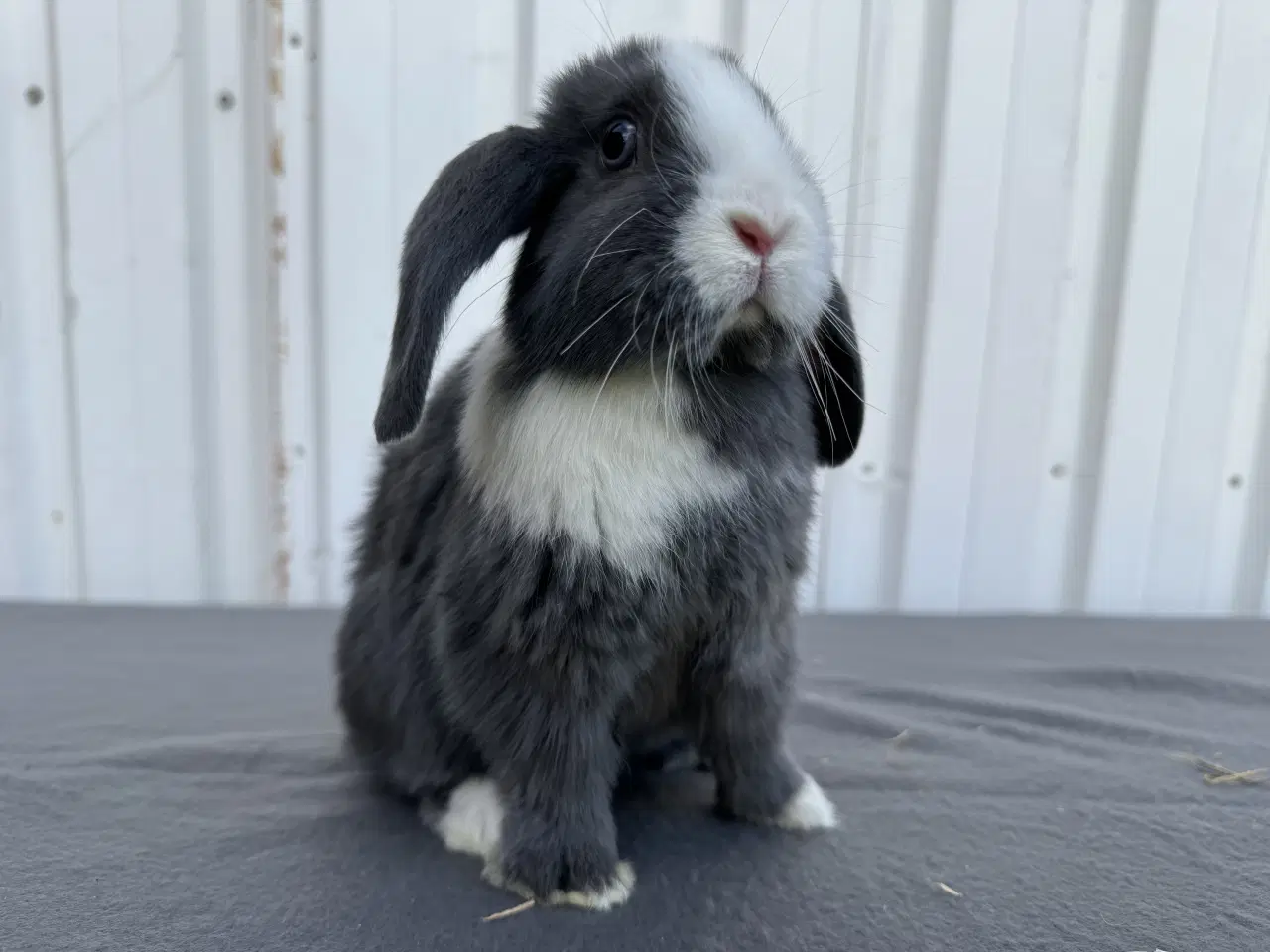 Billede 4 - Dværgvædder/Mini lop hunkanin 