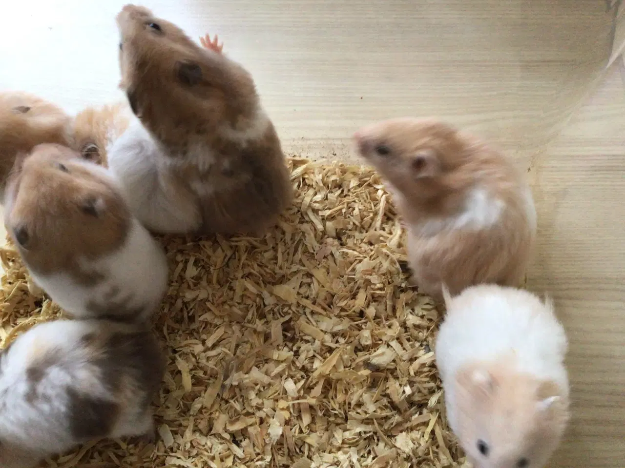 Billede 3 - Guldhamsterunger