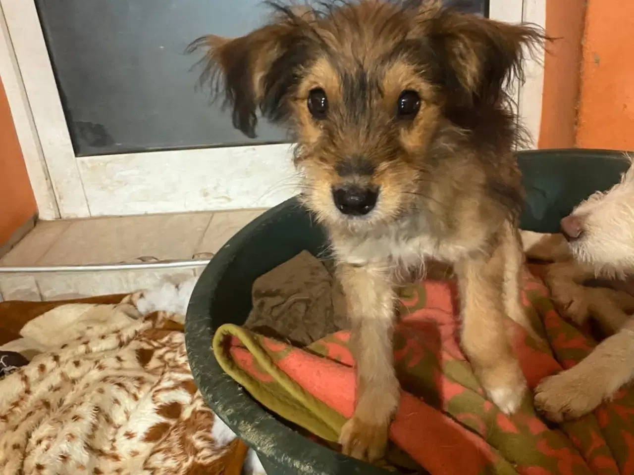 Billede 2 - Olsen søger sit 4 ever home