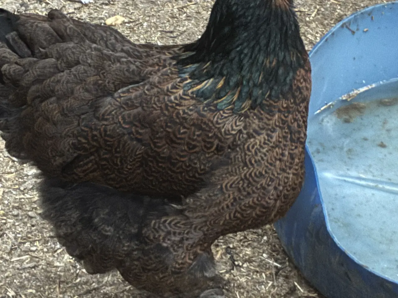 Billede 1 - Wyandotter Krysning