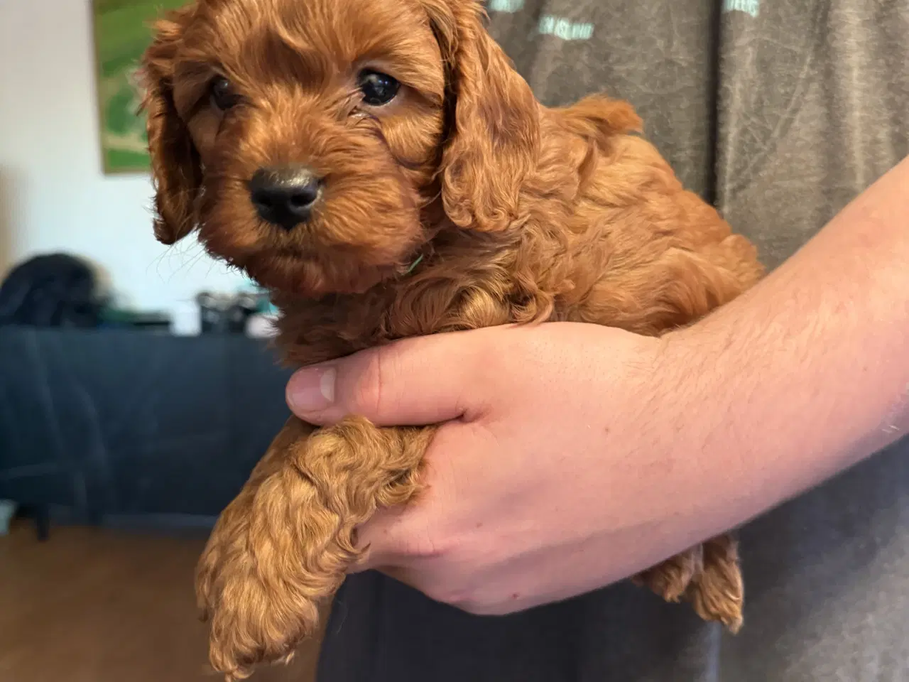 Billede 1 - Cavapoo 😍 så er vi klar til at flytte