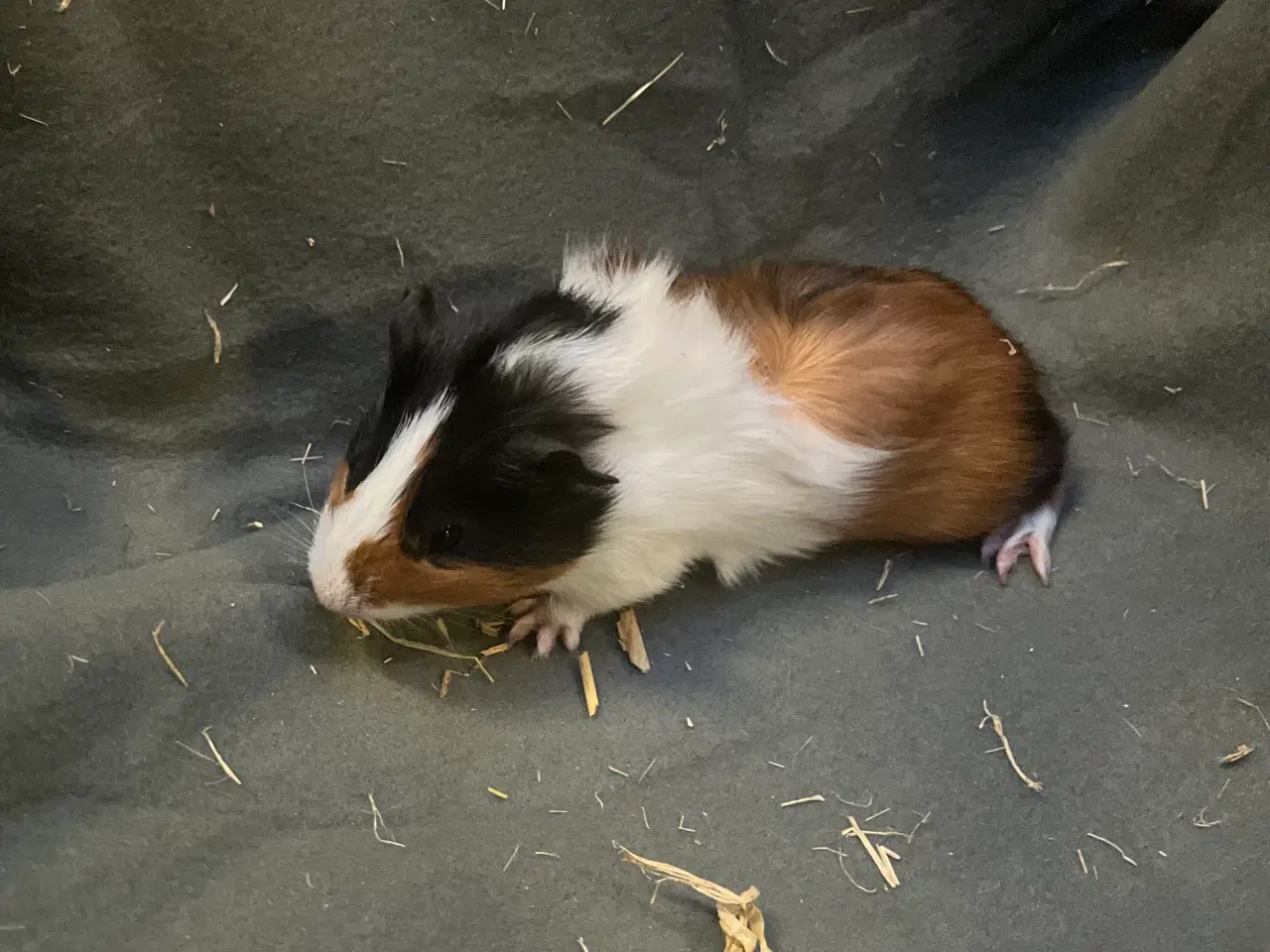 Billede 4 - Marsvinunger