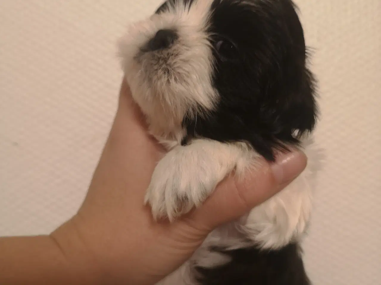 Billede 5 - Shih Tzu hvalpe 