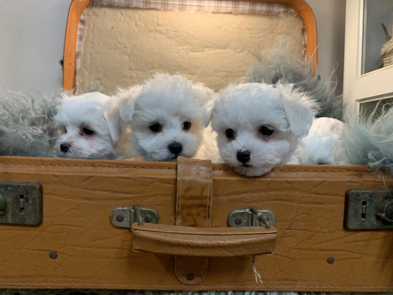 Billede 7 - De smukkeste Maltichon babyer 